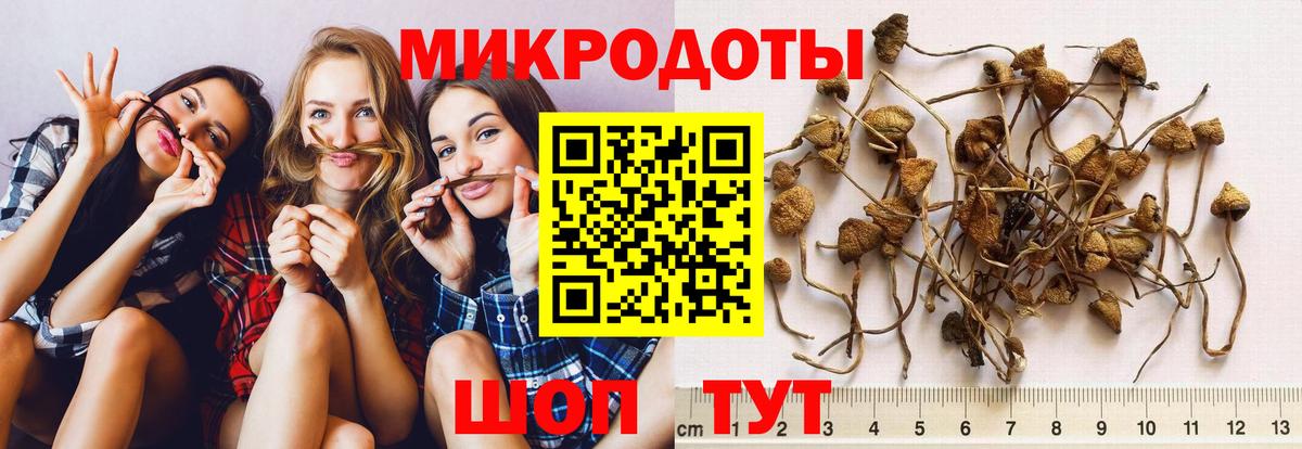 Галлюциногенные грибы Psilocybine cubensis Всеволожск